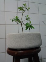 /album/fazendo-com-outros-materias/a19-jpg/